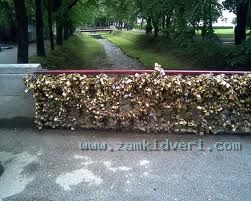 images (1)
