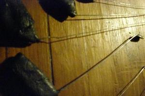 users/29217-albums136-26625.JPG